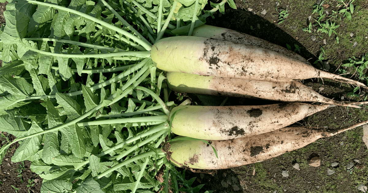 sunny-farm-radish-harvested-min