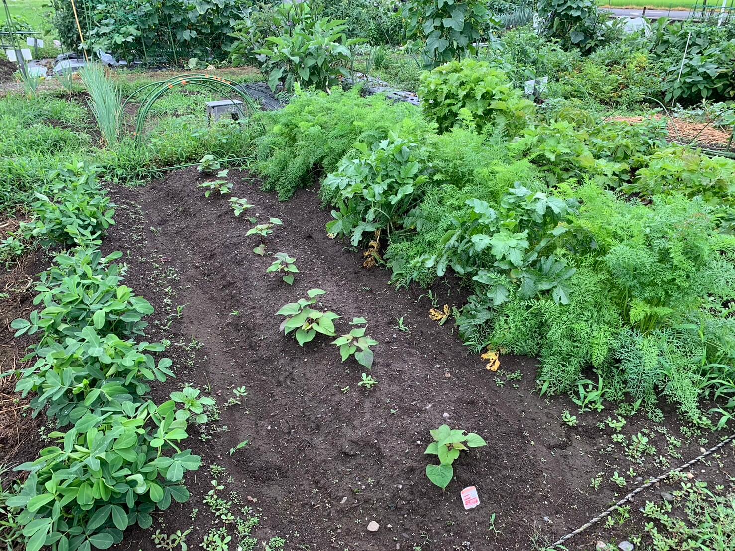 sweet-potato-roots